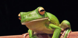 Un anfibio como la rana es el símbolo con el que se identifica a los aficionados del conjunto valenciano. Wikipedia