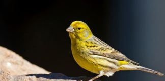 'Pío-pío' es la onomatopeya que se refiere al efecto de piar de los canarios, el ave asociada a Las Palmas. Juan Emilio
