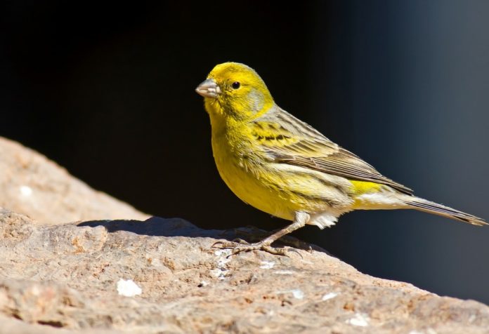 'Pío-pío' es la onomatopeya que se refiere al efecto de piar de los canarios, el ave asociada a Las Palmas. Juan Emilio