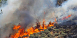 diariodeaficionesunidas ud las palmas dona 24000 euros para la reforestacion tras los incendios de canarias