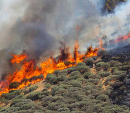 diariodeaficionesunidas ud las palmas dona 24000 euros para la reforestacion tras los incendios de canarias